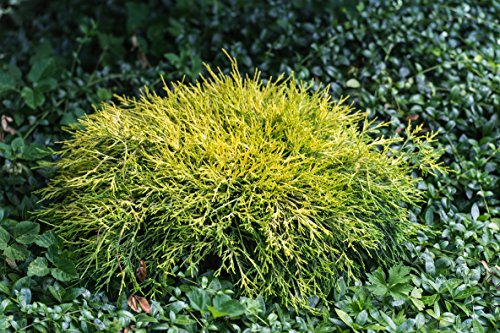 dehner-scheinzypresse-filifera-sungold-25-35-cm-gelb image 8