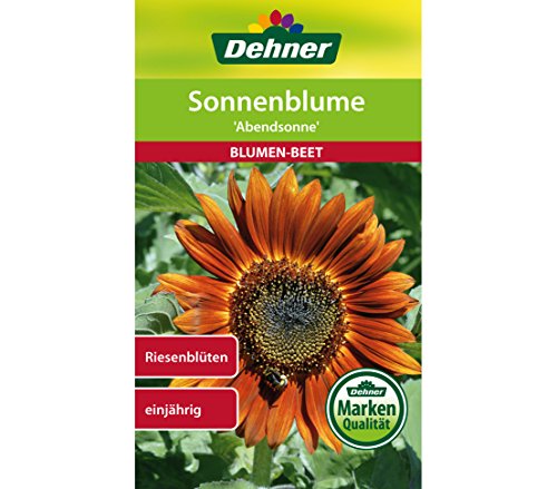 dehner-sonnenblume-abendsonne-blumensamen-5x4-g-einj-hrig image 3