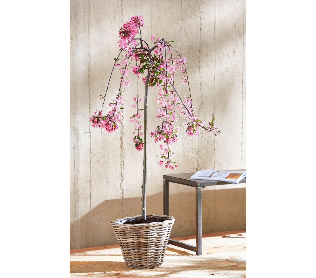 dehner-rattan-pflanztopf-29x29x20-cm-grau-braun image 4