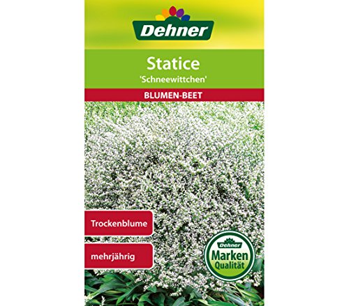 dehner-statice-schneewittchen-blumensamen-5x0-7g-trockenblume image 4