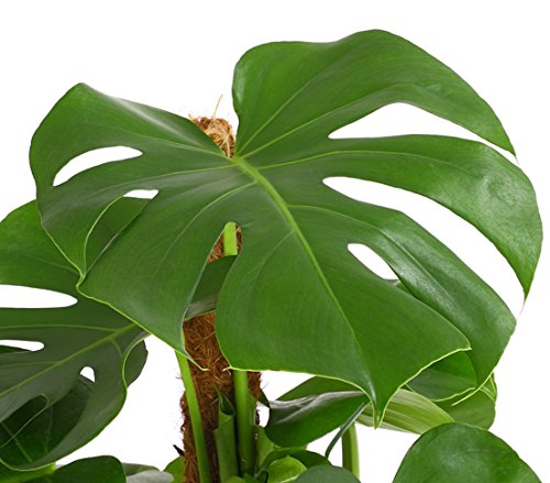 dehner-fensterblatt-monstera-zimmerpflanze-70-80cm-19cm-topf image 7