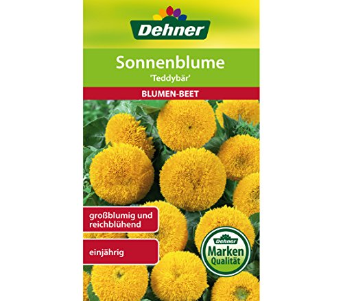 dehner-sonnenblume-teddyb-r-blumensamen-5x4-g-zwergsorte image 3