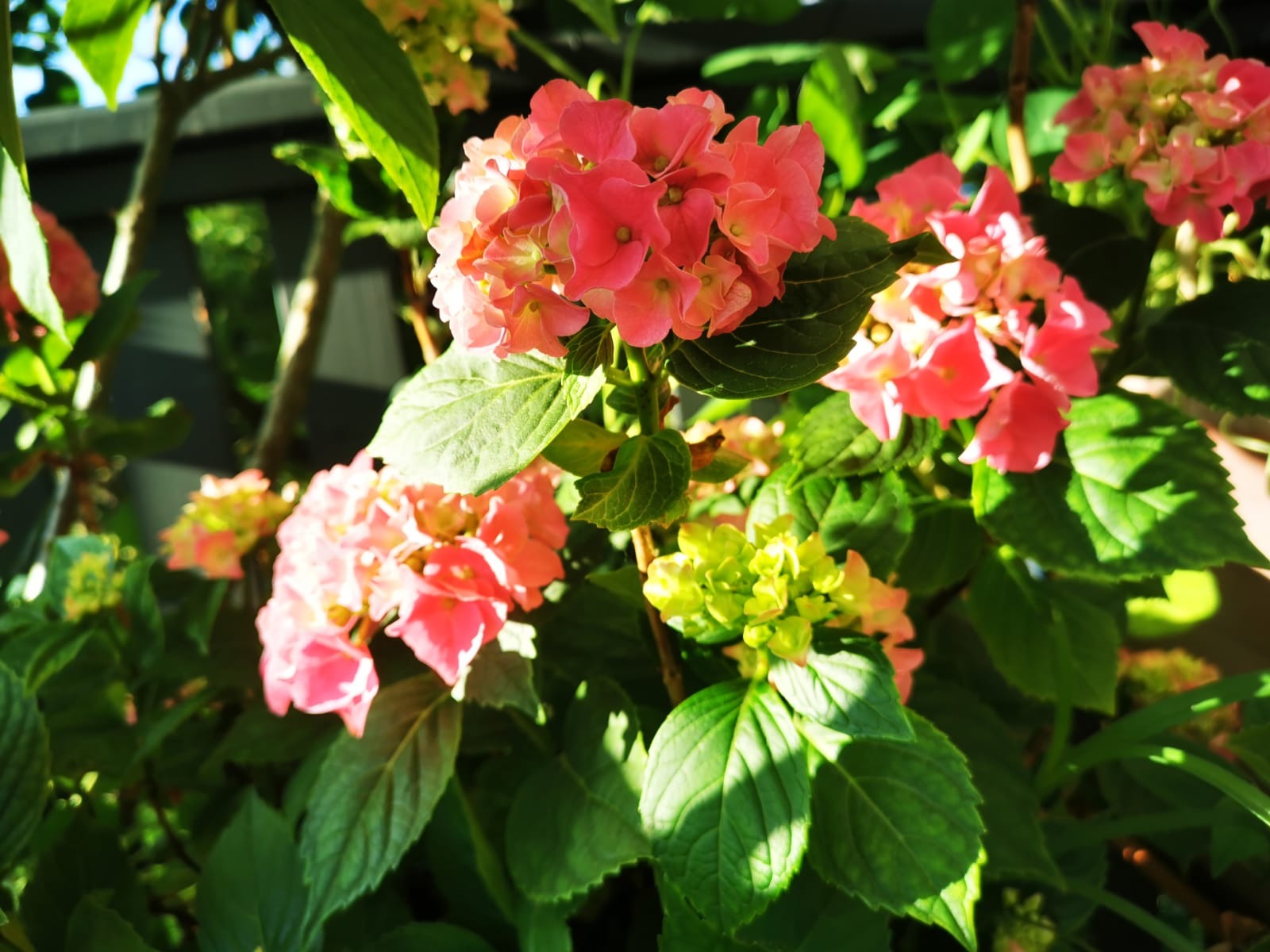 Blaue Blüten