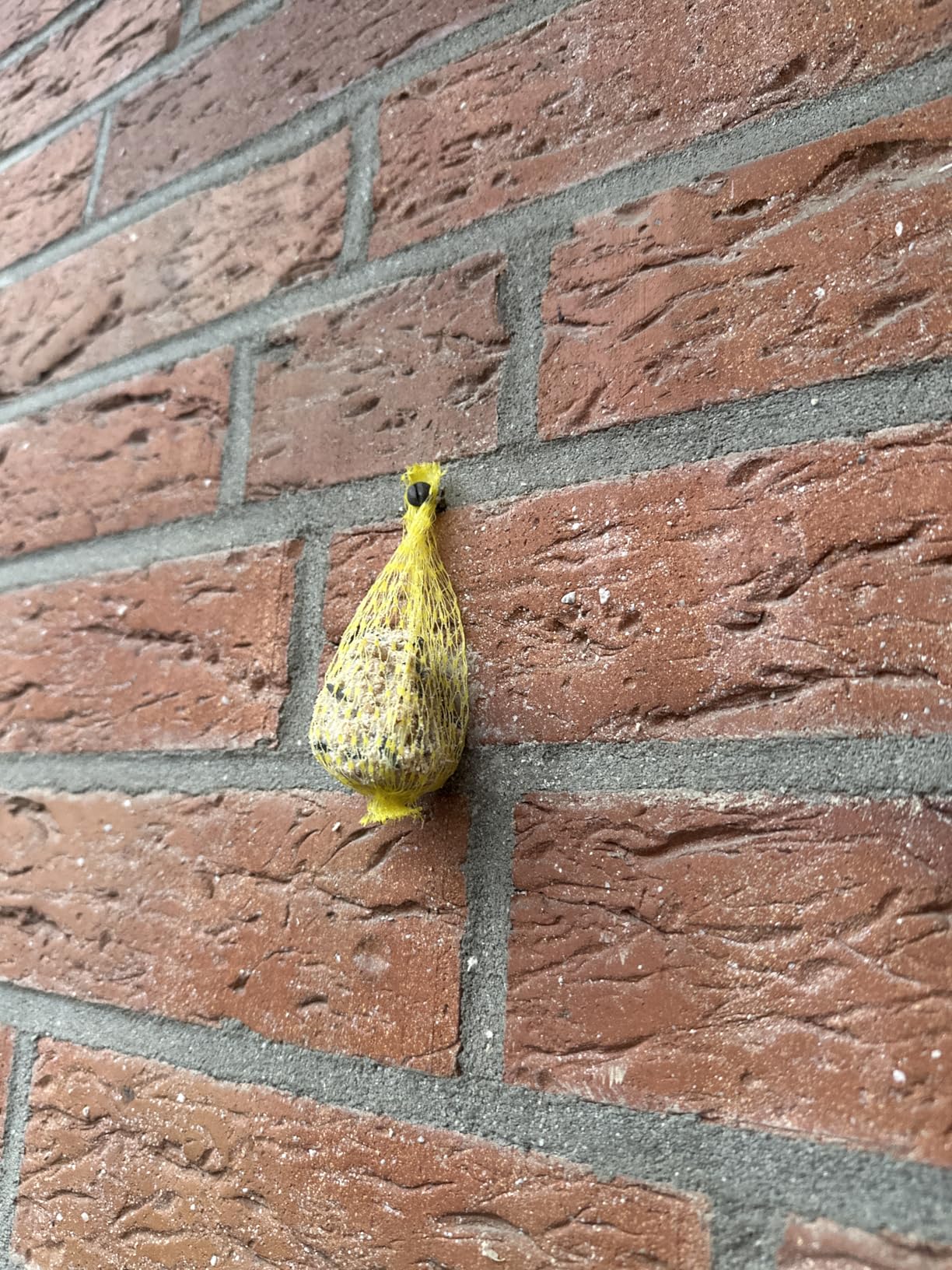 Meisen sind täglich da