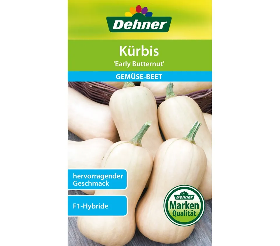dehner-k-rbis-early-butternut-gem-sesamen-5er-pack-f1-hybride image 1