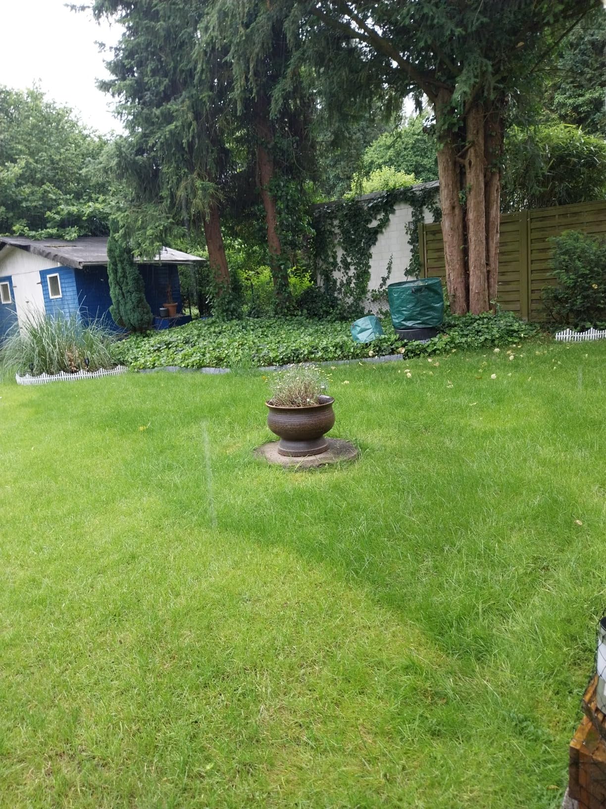 Klee kräuselt sich