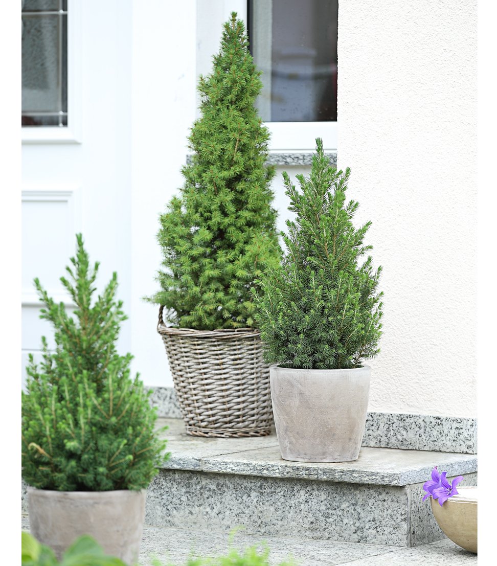 dehner-conica-zuckerhut-fichte-pflanze-50-60-cm-topf-20-cm image 4