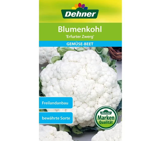 dehner-blumenkohl-erfurter-zwerg-gem-sesamen-1-g-robust image 1