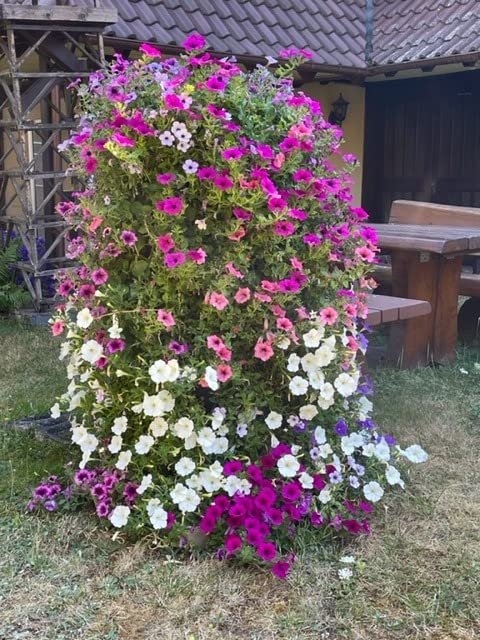 Dehner Blütenzauber Spezialdünger 1kg Balkon