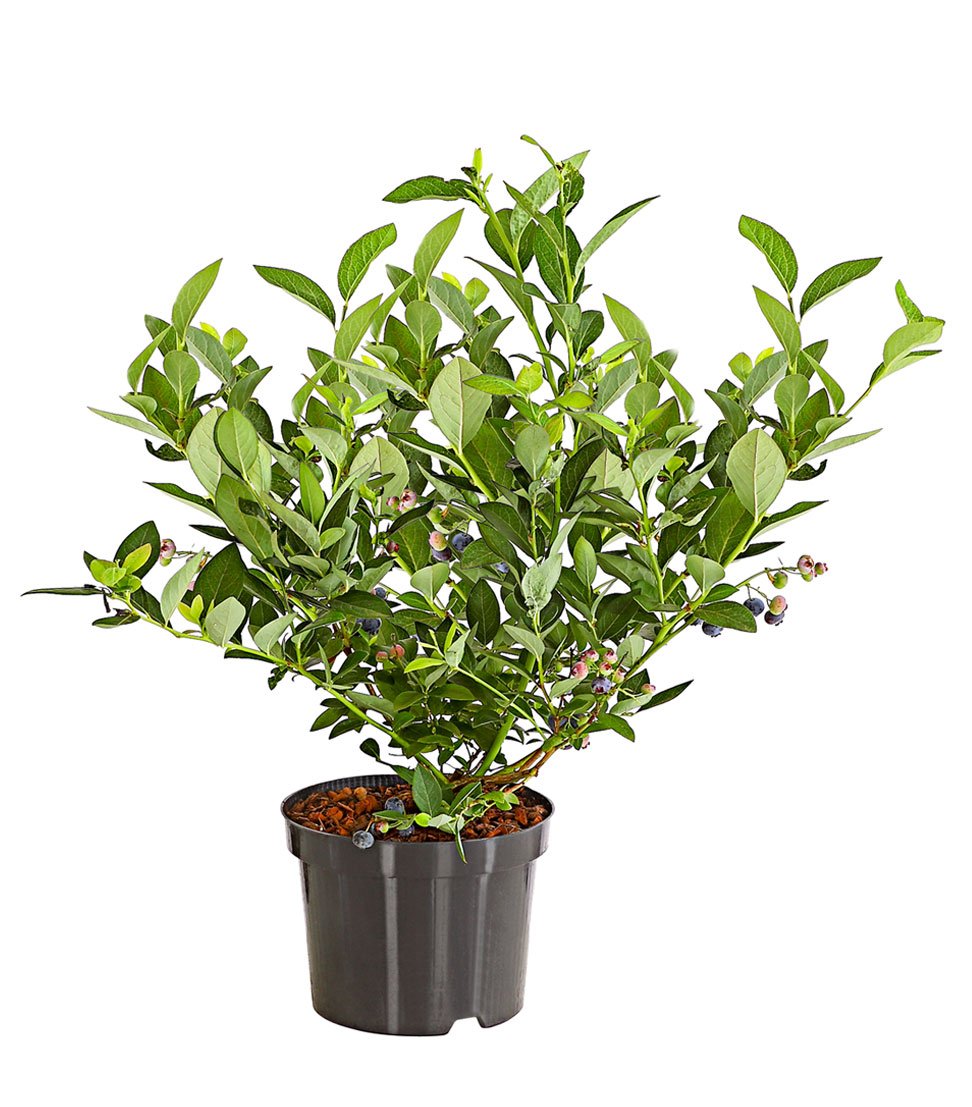 dehner-gourmet-garten-heidelbeere-spartan-beerenstrauch-55-65-cm-3-l image 2