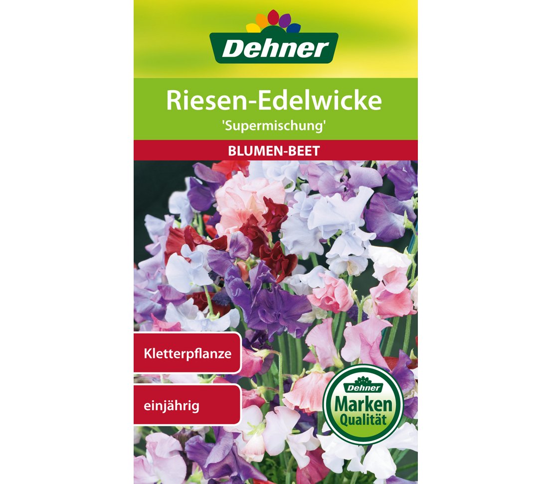 dehner-riesen-edelwicke-supermischung-samen-5x5-g-duftend image 1