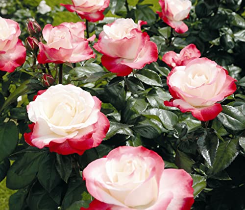 dehner-nostalgie-edelrose-creme-rot-duftend-6-l-topf image 7