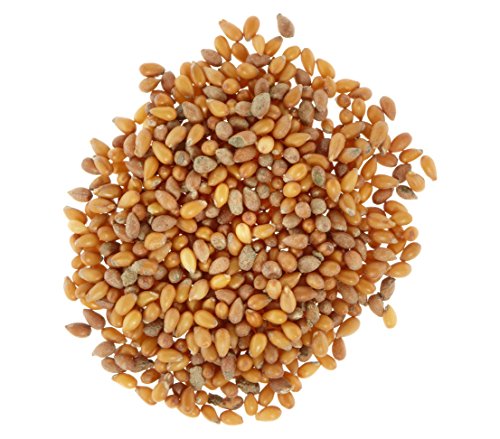 dehner-hornveilchen-johnny-jump-up-blumensamen-5x2g-mehrj-hrig image 6