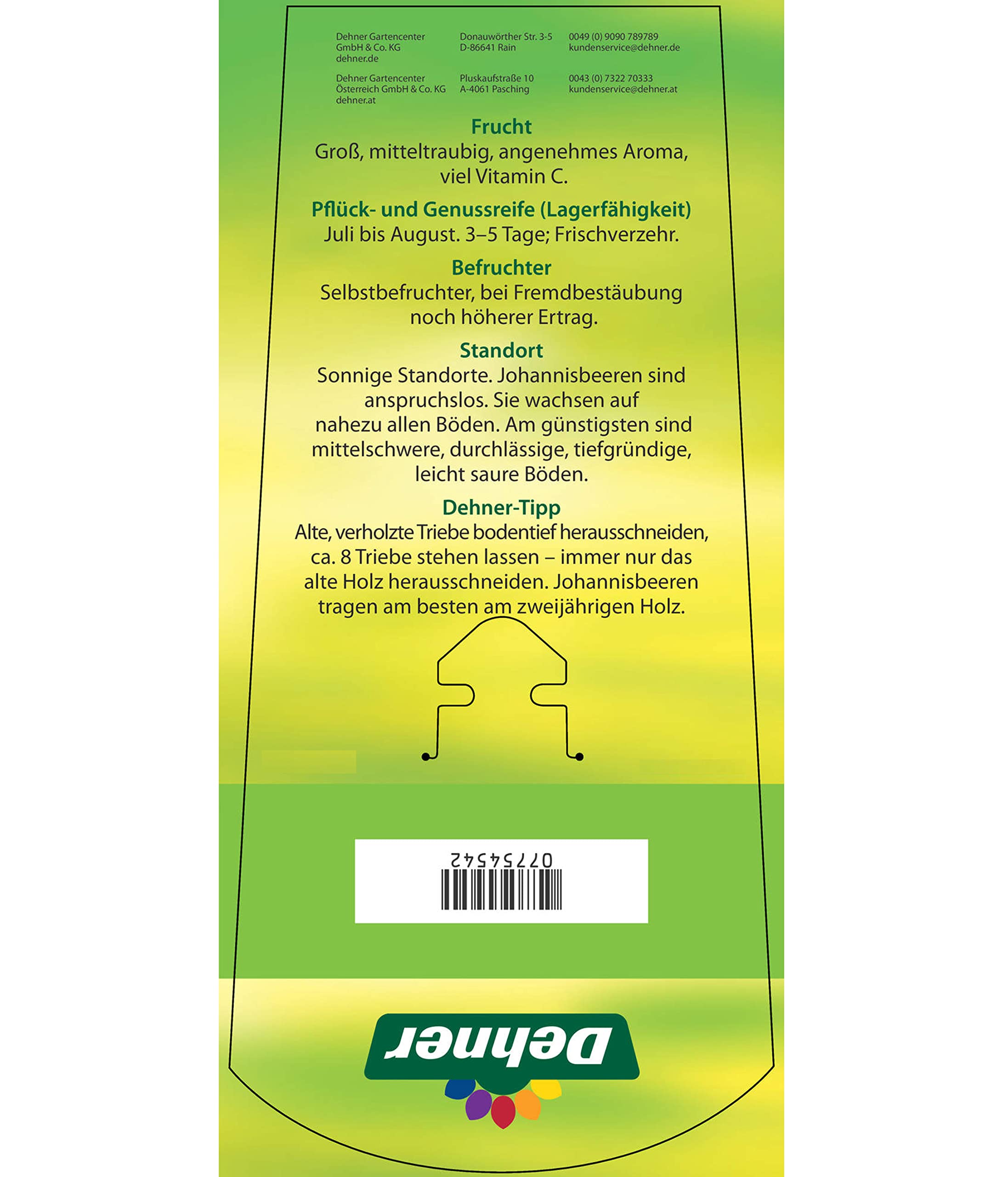 dehner-johannisbeere-schwarze-perle-beerenstrauch-70-80-cm image 4