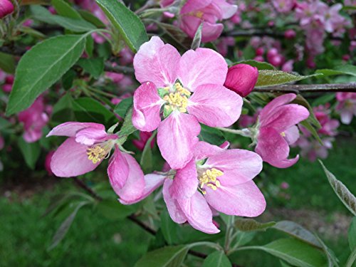 dehner-baya-marisa-apfelbaum-150-200-cm-rotfleischig-sonnig image 8